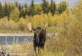 Bull Moose During the Rut in Fall in Wyoming Royalty Free Stock Photo