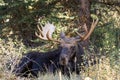 Bull Moose Bedded in Autumn in Grand Teton National Park Wyoming Royalty Free Stock Photo