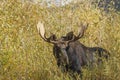 Bull Moose During the Rut in Wyoming in Fall Royalty Free Stock Photo