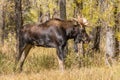 Bull Moose Rutting in Fall Royalty Free Stock Photo