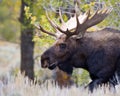 Bull Moose Side Close Up Royalty Free Stock Photo