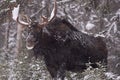 Bull moose in the snow