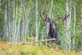 Large Bull Moose Looking at Camera From Behind Bushes Royalty Free Stock Photo