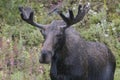Bull moose in Custer Gallatin National Forest