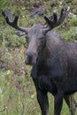 Bull moose in Custer Gallatin National Forest