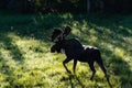 Shiras Moose in the Rocky Mountains of Colorado. Bull Moose at Dawn Royalty Free Stock Photo