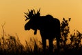 Bull moose sunset silhouette Royalty Free Stock Photo