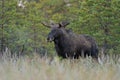 Bull Moose in the swamp