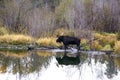 Bull moose in swamp