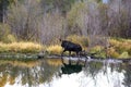 Bull moose in swamp