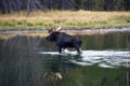 Bull moose in swamp