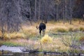 Bull moose in swamp