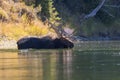 Bull Moose Swimming in River