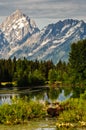 Bull Moose and the Tetons