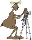 Bull moose using a camera on a tripod