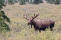 Bull Moose in Velvet Royalty Free Stock Photo