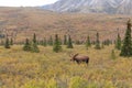 Bull Moose in Velvet in Alaska Royalty Free Stock Photo