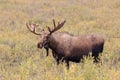 Bull Moose in Velvet in Alaska Royalty Free Stock Photo