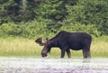 A Bull Moose with velvet antlers Alces alces grazing in the marshes of Opeongo lake in Algonquin Park, Canada Royalty Free Stock Photo