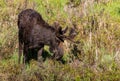 A Large Bull Moose Grazing in a Mountain Meadow