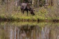 A Large Bull Moose Grazing in a Mountain Meadow by a Lake Royalty Free Stock Photo