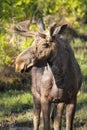 Moose with Velvet Antlers Royalty Free Stock Photo