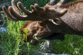 Bull Moose with Velvet on Growing Antlers Royalty Free Stock Photo