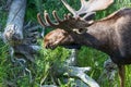 Bull Moose with Velvet on Growing Antlers Royalty Free Stock Photo