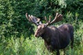 Bull Moose with Velvet on Growing Antlers Royalty Free Stock Photo