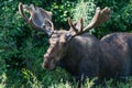 Bull Moose with Velvet on Growing Antlers Royalty Free Stock Photo
