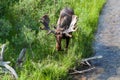 Bull Moose with Velvet on Growing Antlers Royalty Free Stock Photo