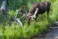 Bull Moose with Velvet on Growing Antlers Royalty Free Stock Photo