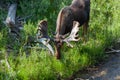 Bull Moose with Velvet on Growing Antlers Royalty Free Stock Photo