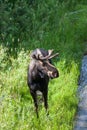 Bull Moose with Velvet on Growing Antlers Royalty Free Stock Photo