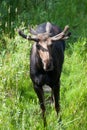 Bull Moose with Velvet on Growing Antlers Royalty Free Stock Photo