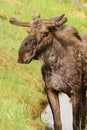 Bull Moose in Velvet Royalty Free Stock Photo