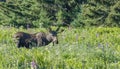 Bull Moose in Velvet Royalty Free Stock Photo