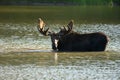 Bull Moose Wading in Water Looks at Camera