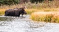 Bull Moose walking in deep water Royalty Free Stock Photo