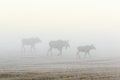 Bull moose walking on a field in autumn mist Royalty Free Stock Photo