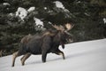 Bull Moose walking into the forest Royalty Free Stock Photo
