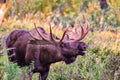 Bull Moose Royalty Free Stock Photo