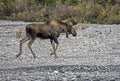 A bull Moose tracks after a female. Royalty Free Stock Photo