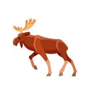 Bull moose walking. Wildlife scene. Cartoon character vector flat illustration isolated on a white background