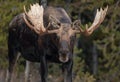 Moose in winter in Jasper, Canada Royalty Free Stock Photo