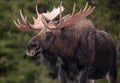 Moose in winter in Jasper, Canada Royalty Free Stock Photo