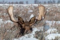 Bull Moose in Winter in Wyoming Royalty Free Stock Photo