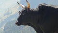 Bull on mountains background, Manali, India. Steadicam shot