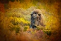 Bull Musk Ox Close Up