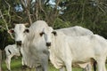 Bull and Nellore cow side by side next to the fence in a farm during sunset Royalty Free Stock Photo